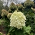 Flowers - October - Wake Co., NC