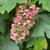 Hydrangea quercifolia 