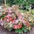 Hydrangea quercifolia