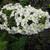 Hydrangea quercifolia 'Snowflake'
