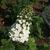 Hydrangea quercifolia