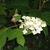 Hydrangea quercifolia 'Snow Queen'