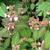 Hydrangea serrata