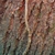 Stem with aerial roots