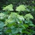 Flower buds and leaves (Buncombe County, NC)
