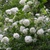 Form in full bloom (Buncombe County, NC)