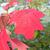 Hydrangea quercifolia 'Pee Wee'