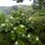 Hydrangea quercifolia 'Pee Wee'