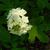 Hydrangea quercifolia 'Flemygea'