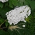 Hydrangea quercifolia 'Flemygea'
