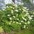 Hydrangea quercifolia 'Alice'