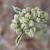 Hydrangea Quercifolia 'Alice'