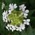 Hydrangea quercifolia 'Flemygea'