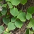 Dense foliage and dried, brown flower cluster.
