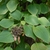 Dense foliage and dried, brown flower cluster.