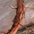Stem with peeling bark