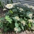 Shrub with white lace-cap inflorescences.