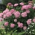 Shrub with large, pink pompom flower clusters.