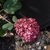 Close-up on a pompom cluster of pink flowers.