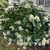 Shrub with white lace-cap inflorescences.