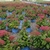 An array of potted shrubs with pompom clusters of pink flowers