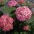 Shrub with large pompom clusters of pink flowers.