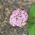 Light pink flowers in a large cluster