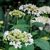 Close-up on white, lace-cap flower clusters.