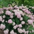 Form of the shrub in bloom