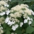 close-up on white lace-cap inflorescences.