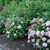 Group plant of the shrub in bloom