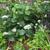Hydrangea arborescens 'Haas' Halo'