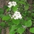 Form in bloom