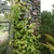 Form climbing on a structure