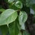 Green oval leaves