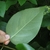 Underside of leaf