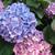 Hydrangea closeup