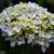 Hydrangea flowers