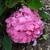 Hydrangea macrophylla