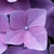 Hydrangea macrophylla
