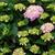 Hydrangea macrophylla leaves and flowers