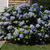 Hydrangea macrophylla