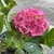 Close-up of a dark pink mop-head hydrangea