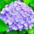 Hydrangea macrophylla