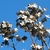 Clusters of papery brown dried flowers.