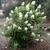 Shrub with terminal conical panicles of white flowers.