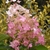 Conical panicles of flowers aging to pink.