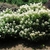 Shrub with terminal conical panicles of white flowers.