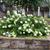 Hydrangea paniculata