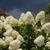 Hydrangea paniculata 'Limelight'
